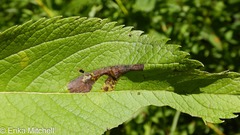 Leucospilapteryx venustella