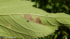 Leucospilapteryx venustella