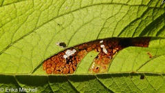 Leucospilapteryx venustella