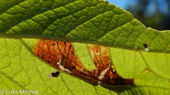 Leucospilapteryx venustella