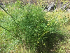 Lomatium suksdorfii
