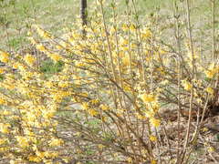 Forsythia × intermedia
