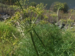 Lomatium suksdorfii
