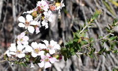 Leptospermum squarrosum