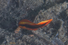 Plectorhinchus lineatus