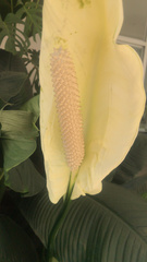 Spathiphyllum wallisii
