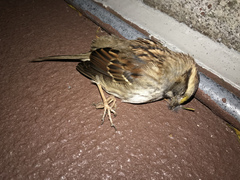 Zonotrichia albicollis