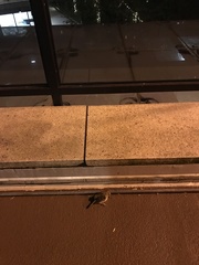 Zonotrichia albicollis