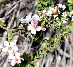 Leptospermum squarrosum