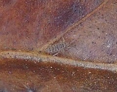 Entomobrya nigrocincta