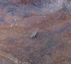 Entomobrya nigrocincta