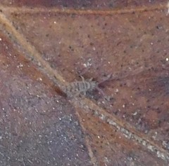 Entomobrya nigrocincta