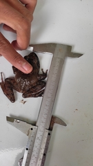 Limnonectes dammermani