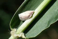 Mimophantia