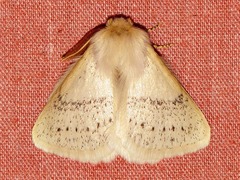 Phiala
