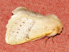 Phiala