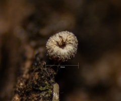 Fungi