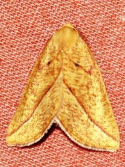 Drepanogynis aurifera