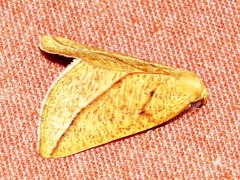 Drepanogynis aurifera