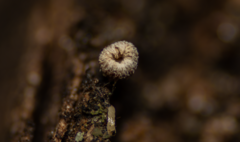 Fungi