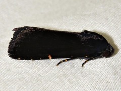 Callyna nigerrima