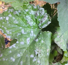 Podosphaera macularis