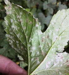 Podosphaera macularis