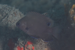 Pomacentrus microspilus