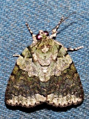 Blenina squamifera