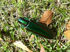 Chrysochroa fulgidissima