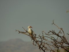 Tockus damarensis