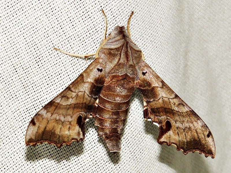 Odontosida pusillus