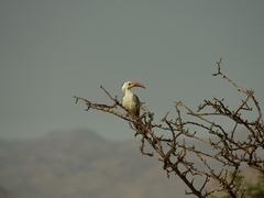 Tockus damarensis