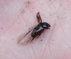 Chilothorax