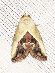 Lithacodia caffristis