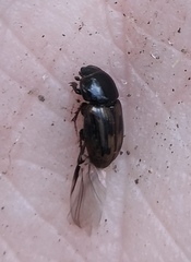 Chilothorax