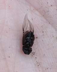 Chilothorax