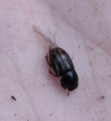 Chilothorax