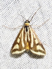 Loxostege venustalis