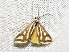 Loxostege venustalis