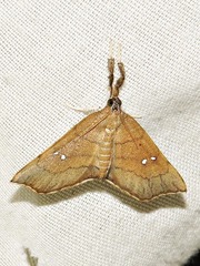 Disticta atava