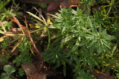 Galium spurium