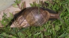 Lissachatina fulica