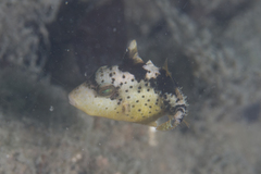 Pseudobalistes flavimarginatus