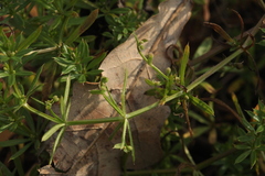 Galium spurium