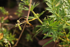Galium spurium