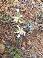 Physaria ovalifolia alba
