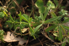 Galium spurium