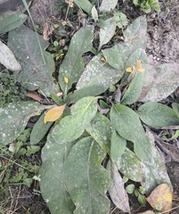 Golovinomyces asperifoliorum