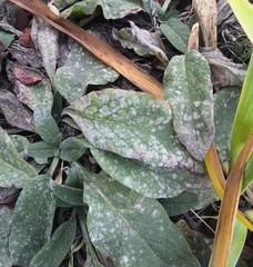Golovinomyces asperifoliorum